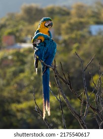 A blue and yellow macaw perched on a tree branch. Species Ara ararauna also know as Arara Canide. It is the largest South American parrot. Birdwatching. Bird lover.