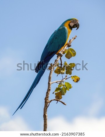 A blue and yellow macaw perched on a tree branch. Species Ara ararauna also know as Arara Canide. It is the largest South American parrot. Birdwatching. Bird lover.