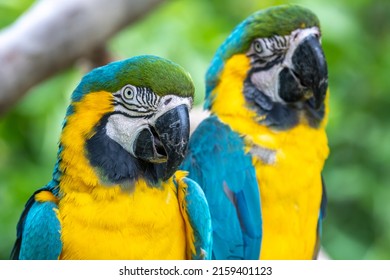 Blue And Yellow Macaw Portrait Shot