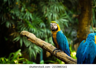 Blue and yellow macaw sitting on a branch. beautiful parrot with shine - Powered by Shutterstock