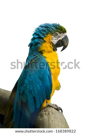 Blue and Yellow Macaw in a white background.