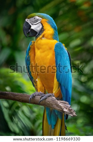 A blue and yellow maccaw