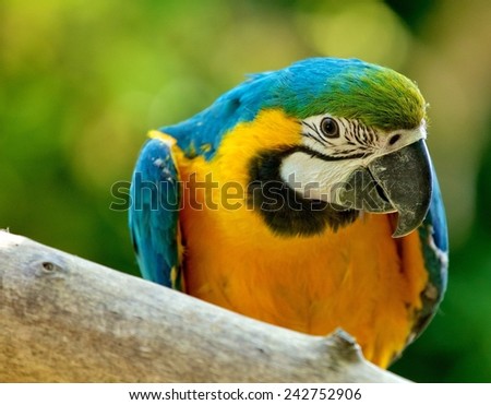 Blue & Yellow McCaw Parrot