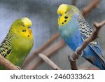 A blue and yellow parakeet is perched on a branch. The bird has a curious expression on its face