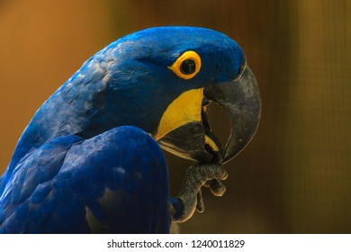 Blue Headed Parrot Images Stock Photos Vectors Shutterstock
