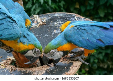 Blue and yellow parrots peck at a wooden platform in a park - Shutterstock ID 1693333207