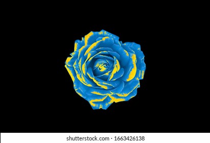 Blue and yellow rose isolated on black background. Blue and yellow abstract background. Blue and yellow flower on black background.