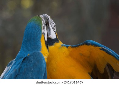 Blue and yellow Scarlett Macaw perched photographed side view peering and looking. - Powered by Shutterstock