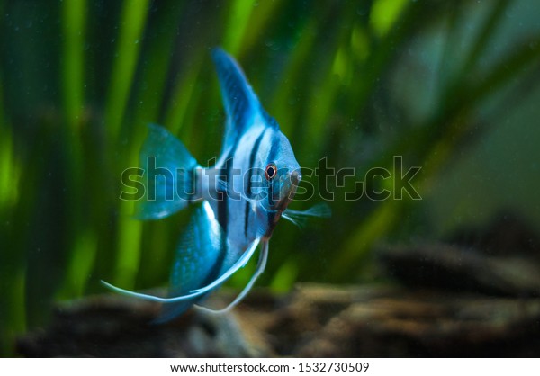 Blue\
Zebra Angelfish in tank fish (Pterophyllum\
scalare)