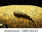 Blue Zebra Borneo Sucker loach (gastromyzon sp. SK 3)