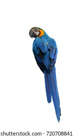 glemsom efter det Morgen Blue Ara Parrot Images, Stock Photos & Vectors | Shutterstock