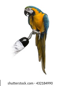 Blue-and-gold Macaw Perched On A Pirate Hook, Isolated On White