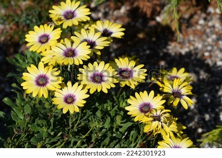 blue-and-white daisy bush or Dimorphotheca ecklonis, Osteospermum, Cape marguerite, Sundays river daisy, star of the veldt