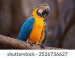 Blue-and-yellow Macaw (Ara ararauna), Arara-canindé