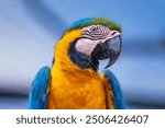 Blue-and-yellow macaw (Ara ararauna), parrot, bird, macaw, animal, nature, ara, wildlife, wild, arara, ara ararauna, blue-and-yellow macaw closeup