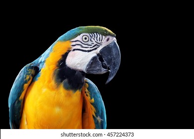 Blue-and-yellow macaw (Ara ararauna), Macaw parrot on black background