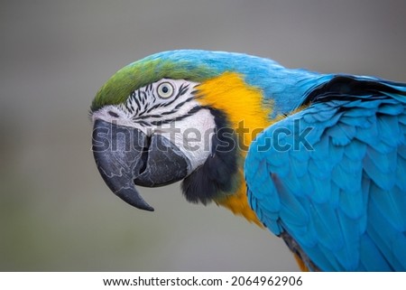 Blue-and-yellow macaw (Ara ararauna) parrot close up portrait