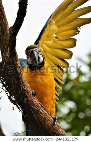 Blue-and-yellow macaw (Ara ararauna, Psittacidae family) in the Amazonian rainforest near the confluence of the rivers Rio Puyo and Pastaza (Amazonia, Ecuador)