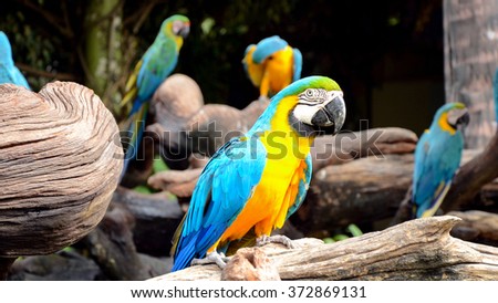Blue-and-yellow macaw or blue-and-gold macaw (Ara ararauna)