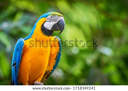 Blue-and-yellow macaw closeup (Ara ararauna), exotic bird