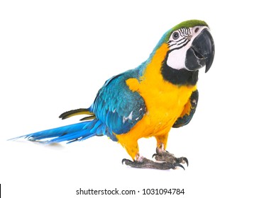 Blue-and-yellow macaw in front of white background - Shutterstock ID 1031094784