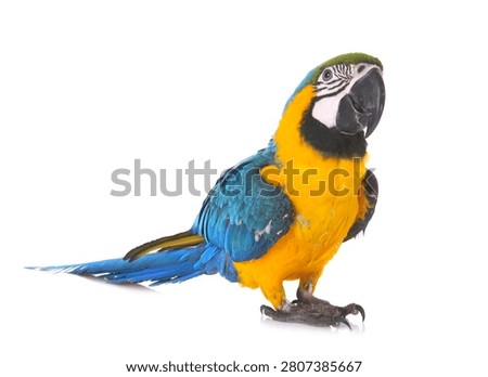 Blue-and-yellow macaw in front of white background