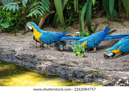 The Blue-and-yellow Macaw in Parque das aves Foz do Iguacu Brazil Parana state. Ara ararauna also known as the blue-and-gold macaw, is a large South American parrot. Foto stock © 