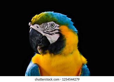 Blue-and-yellow macaw parrot (Ara ararauna) isolated on the black background.
