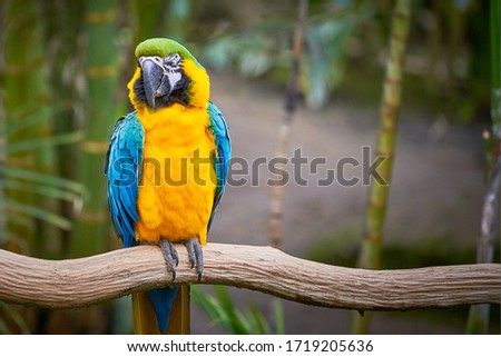 Blue-and-yellow macaw sitting on a branch (Ara ararauna), exotic bird
