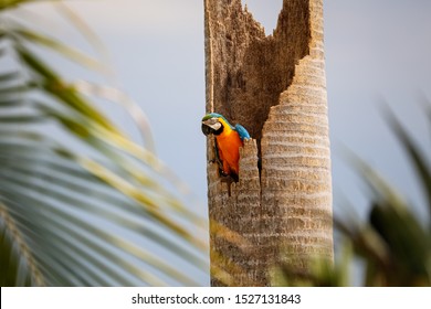 Blue-and-yellow Macaw sitting in a palm tree stump, palm tree frond in foreground, Pantanal Wetlands, Mato Grosso, Brazil