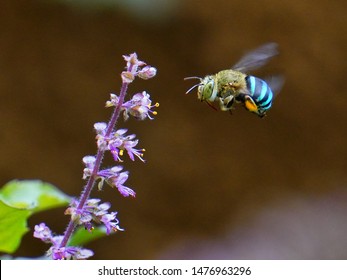 Blue-banded Bee (Amegilla Cingulata) In Flight - On Its Way To Collect Nectar And Pollen From Holy Basil (Ocimum Sanctum) Flowers.  Entomophily - Pollination By Insect.                         