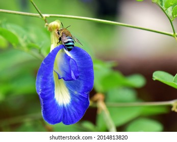 A Blue-banded Bee (Amegilla Cingulata) Sucking Nectar From The Flower Of A Butterfly Pea Or Cordofan Pea (Clitoria Ternatea). Insect Pollination, Entomophily.