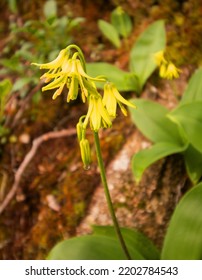 Bluebead Lily Flower In Tennessee