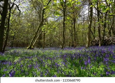 Bluebell In Ashridge Estate In England