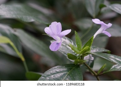 Bluebell Barleria Philippine Violet Barleria Cristata Stock Photo ...