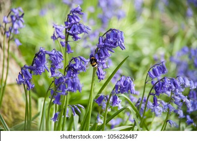 Bluebell High Res Stock Images Shutterstock