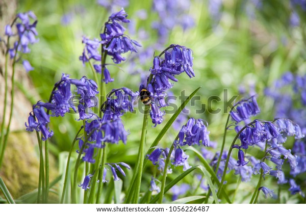 Bluebell with bee. English bluebells are\
woodland flowers which fill natural woodlands in the UK with\
spectacular carpets of blue\
flowers.
