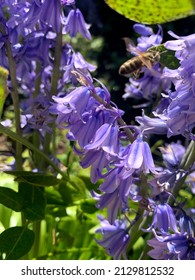 Bluebell Bee Flower Spring Bulbs