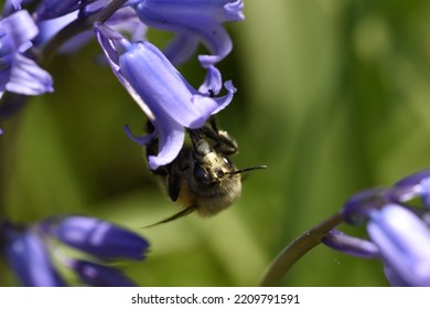 Bluebell Bee Visitor In The Garden