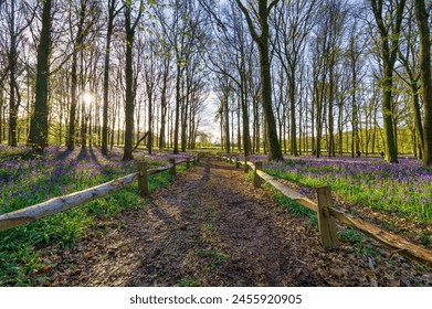 Bluebell carpet in the woods. Springtime in United Kingdom - Powered by Shutterstock