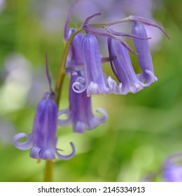 Bluebell Close-up In Ashridge Estate