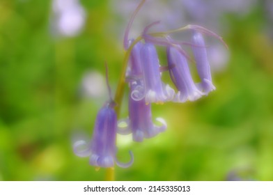 Bluebell Close-up In Ashridge Estate