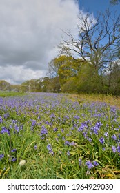 Bluebell Field At Badbury Rings