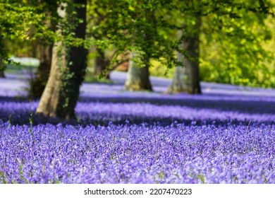Bluebell fields in Cornwall, England.