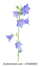 5,987 Watercolor bluebell flowers Images, Stock Photos & Vectors ...