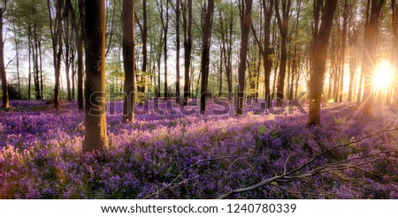 Bluebell forest alive at sunrise with sunlight and tree shadows covering the beautiful purple woodland flowers. extensive English bluebells in full bloom undercover of the tree canopy.