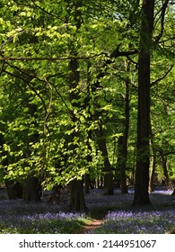 Bluebell Forest In Ashridge Estate