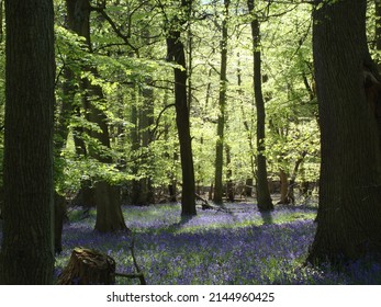 Bluebell Forest In Ashridge Estate