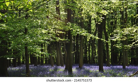 Bluebell Forest In Ashridge Estate