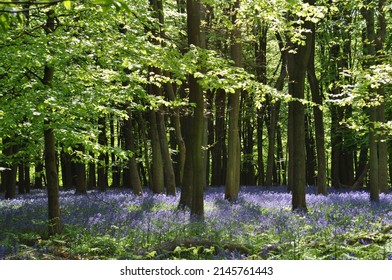 Bluebell Forest In Ashridge Estate